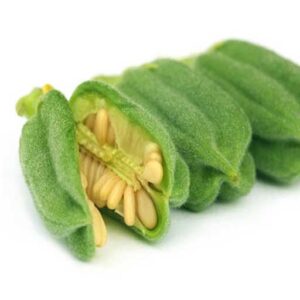 قیمت خرید کنجد از کشاورز